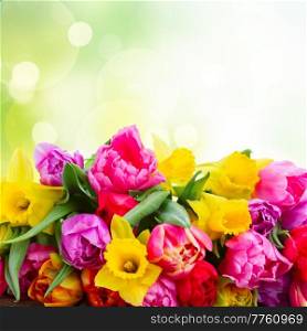 fresh pink, purple and red  tulips and daffodils with copy space on green bokeh background. bouquet of   tulips and daffodils