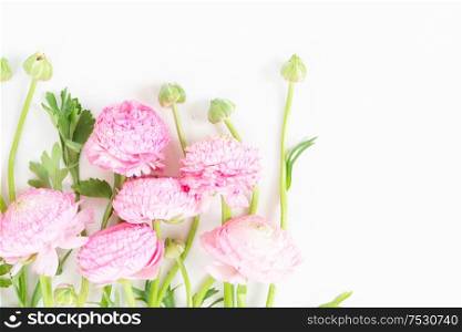 Fresh pink ranunculus flowers on white background. Flat lay, top view scene.. Ranunculus flat lay composition