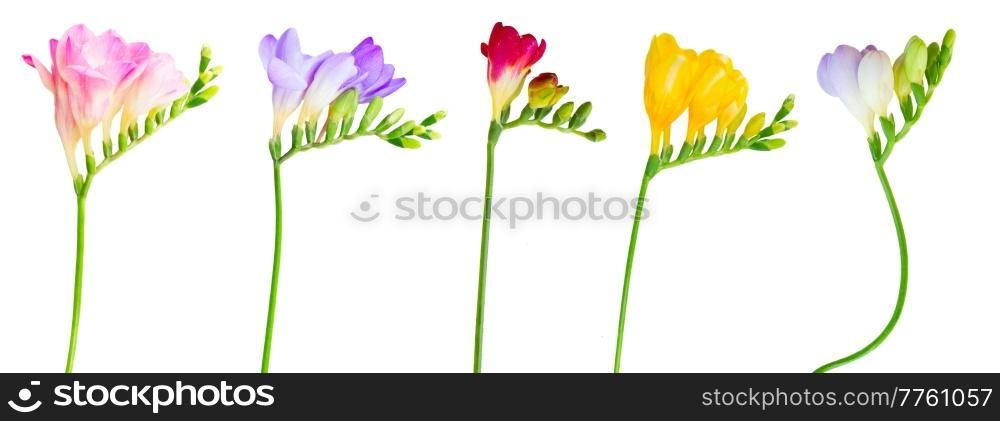 Fresh pink, re, violet, blue and yellow freesia flowers with buds twig isolated on white background. Fresh freesia flowers