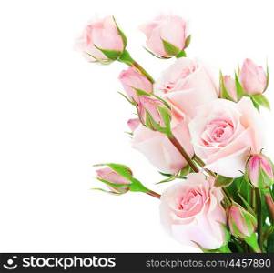 Fresh pink roses border isolated on white background