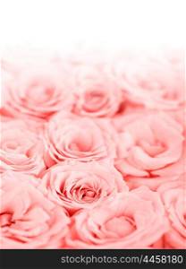 Fresh pink roses border isolated on white background, holiday greeting card