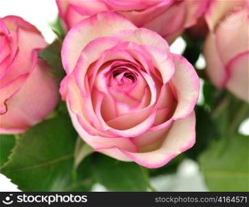 fresh pink roses close up