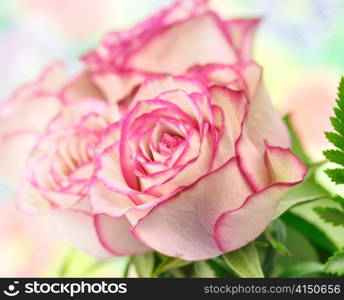 fresh pink roses , close up shot for background