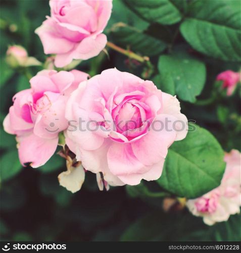 Fresh pink roses in the garden