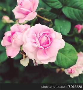 Fresh pink roses in the garden