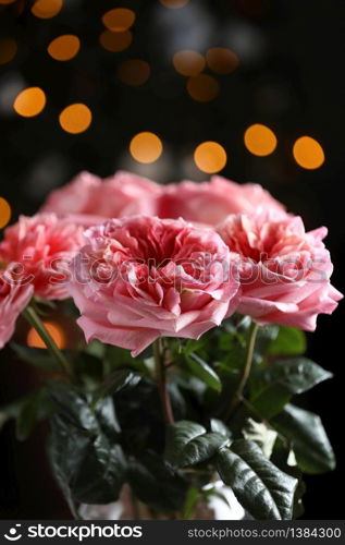 fresh pink roses on a dark background. beautiful colourful rose close up. Floral wedding or Valentine card of pink roses. selective focus.. fresh pink roses on a dark background. beautiful colourful rose close up. Floral wedding or Valentine card of pink roses. selective focus