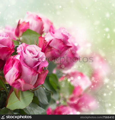 fresh pink roses on green and pink bokeh background