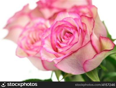 fresh pink roses on white background