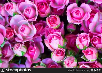 Fresh pink roses with green leaves- nature spring sunny background. Soft focus and bokeh
