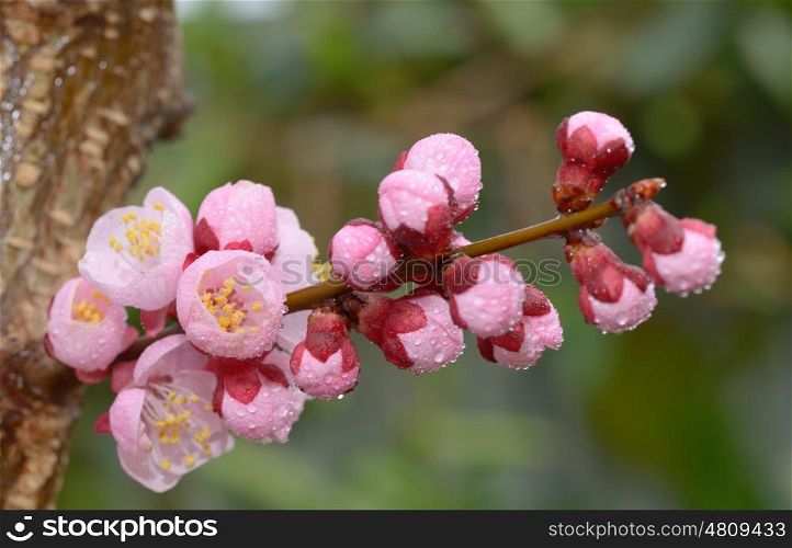 Fresh, pink, soft spring cherry tree blossoms and dew drops