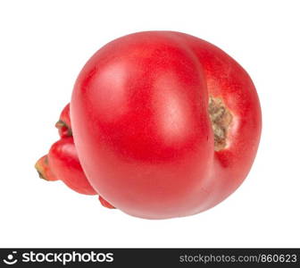 fresh pink tomato with sprouts isolated on white background