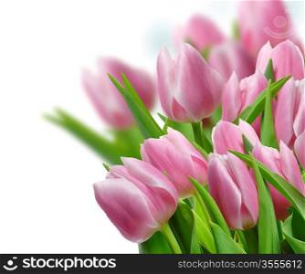Fresh Pink Tulip Flowers ,Close Up