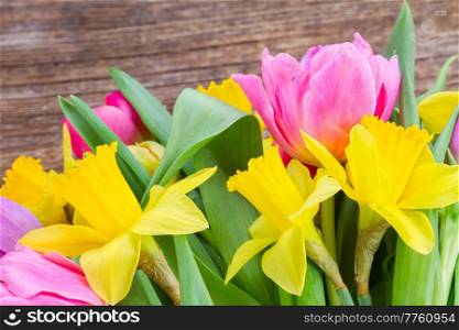 fresh pink tulips and daffodils border on wood . bouquet of tulips and daffodils