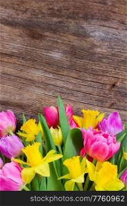 fresh pink  tulips and daffodils border  on wood with copy space. bouquet of   tulips and daffodils