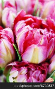 Fresh Pink tulips background - selective focus