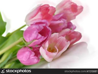 fresh pink tulips bouquet , close up shot
