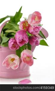 fresh pink tulips bouquet , in a watering can