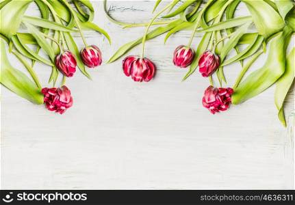 Fresh pink tulips , flowers border on white wooden background, top view