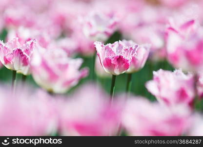 Fresh pink tulips in garden close-up