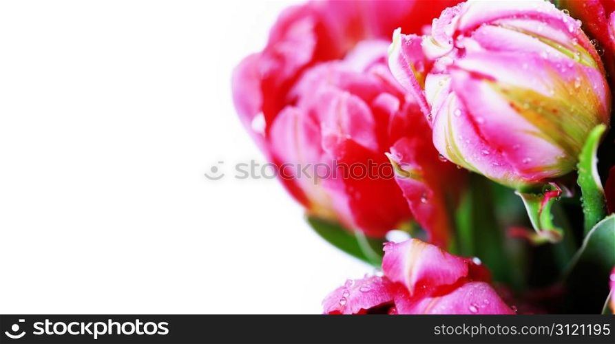 Fresh Pink tulips on white background