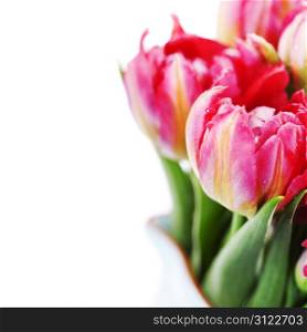 Fresh Pink tulips on white background