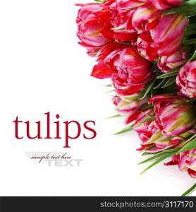 Fresh Pink tulips on white background (with easy removable text)