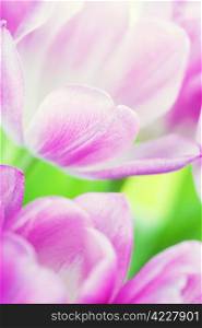Fresh Pink tulips - selective focus