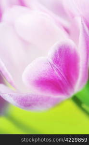 Fresh Pink tulips - selective focus