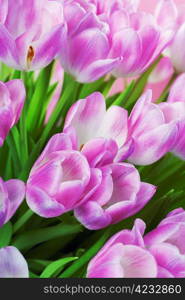 Fresh Pink tulips - selective focus