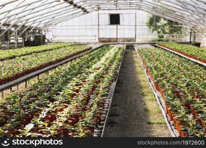 fresh plants growing greenhouse. High resolution photo. fresh plants growing greenhouse. High quality photo