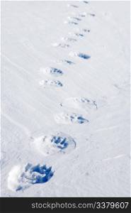 Fresh polar bear tracks - Spitsbergen, Svalbard, Norway