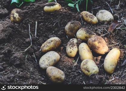 Fresh potato plant, harvest of ripe potatoes agricultural products from potato field