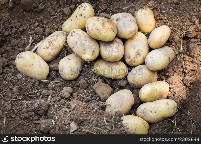 Fresh potato plant, harvest of ripe potatoes agricultural products from potato field