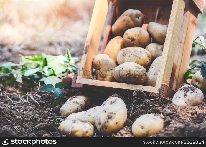 Fresh potato plant, harvest of ripe potatoes in wooden box agricultural products from potato field