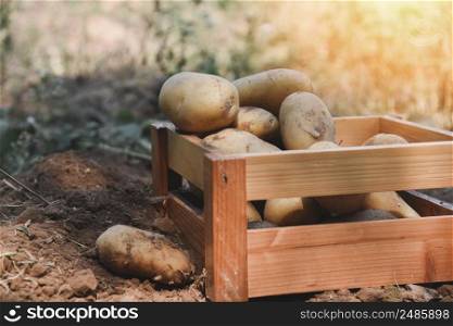Fresh potato plant, harvest of ripe potatoes in wooden box agricultural products from potato field