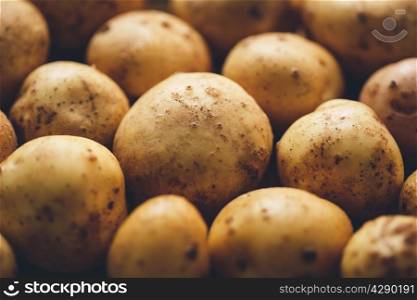 Fresh potato tubers closeup. Low-key lighting