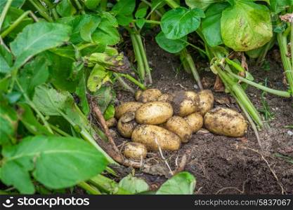 Fresh potatoes in the soil in the garden
