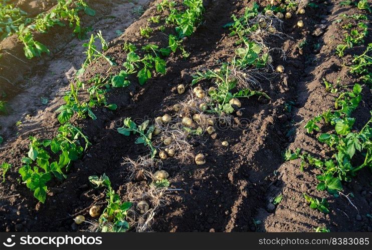 Fresh potatoes on ground. Freshly dug organic potato vegetables lie on moist, loose ground with tops. Bountiful harvest. Growing food on the farm field. Gardening and farming. Agricultural production.
