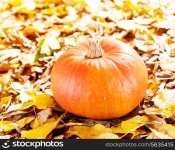 fresh pumpkin on autumn leaves