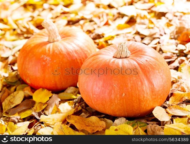 fresh pumpkins on autumn leaves