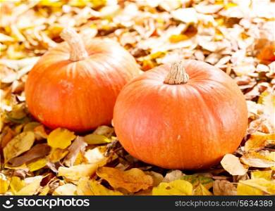 fresh pumpkins on autumn leaves