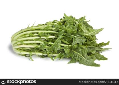 Fresh Puntarelle vegetable on white background