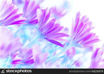 Fresh purple daisy flowers field, art work, gentle floral background, spring time blooming in sunny day
