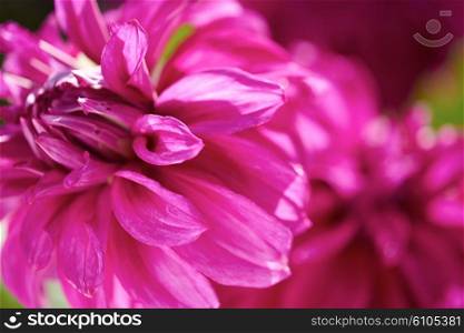 fresh purple dhalia flowers closeup background