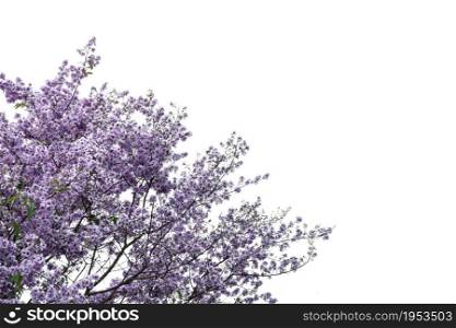fresh purple flower isolated on white background