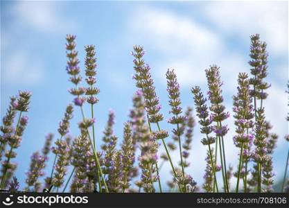 Fresh purple lavender blossoms in France, blue sky, post card