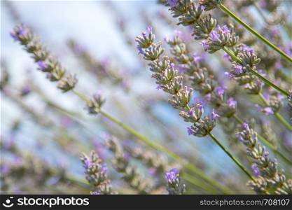 Fresh purple lavender blossoms in France, blue sky, post card