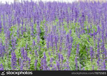 fresh purple lavender flowers in the field. purple lavender flowers