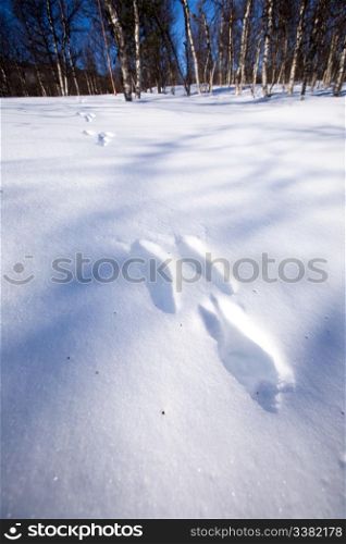 Fresh rabbit tracks in snow
