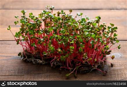 fresh radish sprouts, healthy microgreen for salad and drinks.